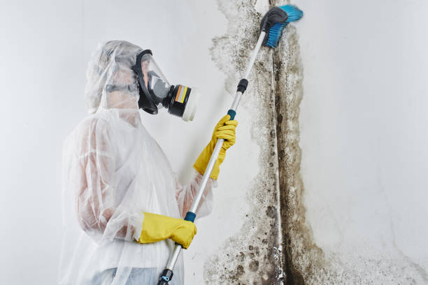 Best Local Mold Removal Service  in Pontotoc, MS