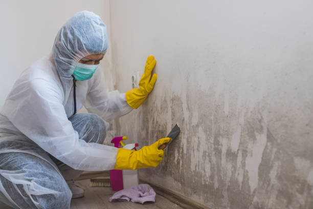 Best Mold Testing  in Pontotoc, MS