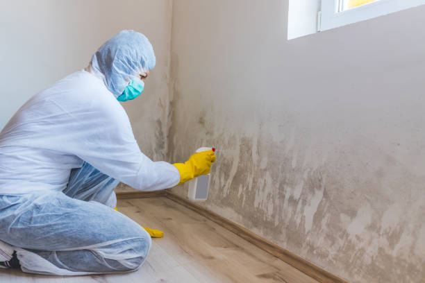 Best Mold Removal Process  in Pontotoc, MS