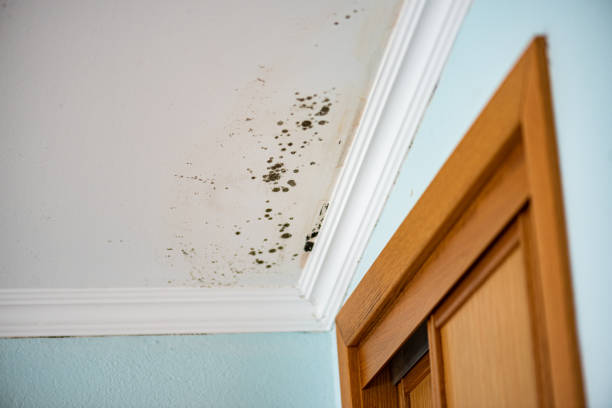 Best Mold Testing  in Pontotoc, MS