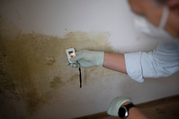 Best Black Mold Removal  in Pontotoc, MS
