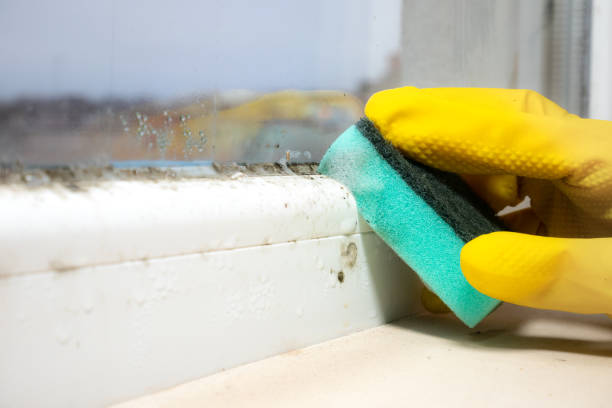 Best Office Mold Removal Services  in Pontotoc, MS