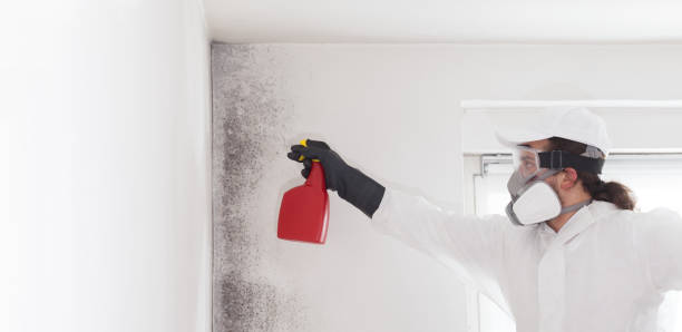 Best Mold Testing  in Pontotoc, MS