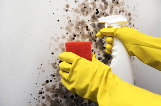 Best Local Mold Removal Service  in Pontotoc, MS