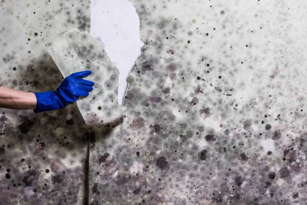 Mold Removal Process in Pontotoc, MS