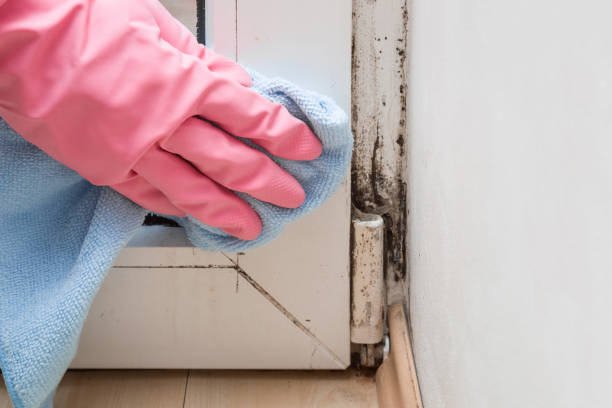 Best Professional Mold Removal  in Pontotoc, MS