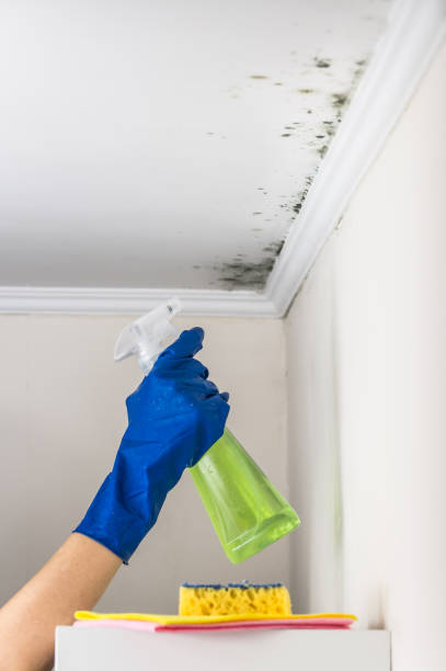 Best Home Mold Removal  in Pontotoc, MS