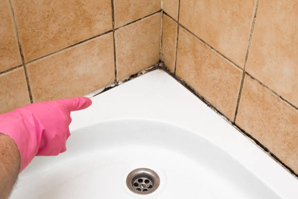 Best Emergency Mold Removal  in Pontotoc, MS